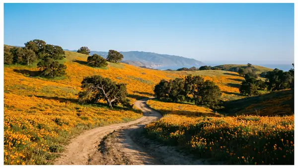 Rolling California hills covered in golden poppies in spring