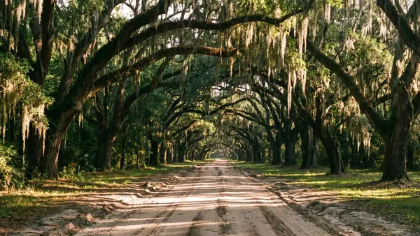 An avenue of live oaks draped with Spanish moss in coastal Georgia